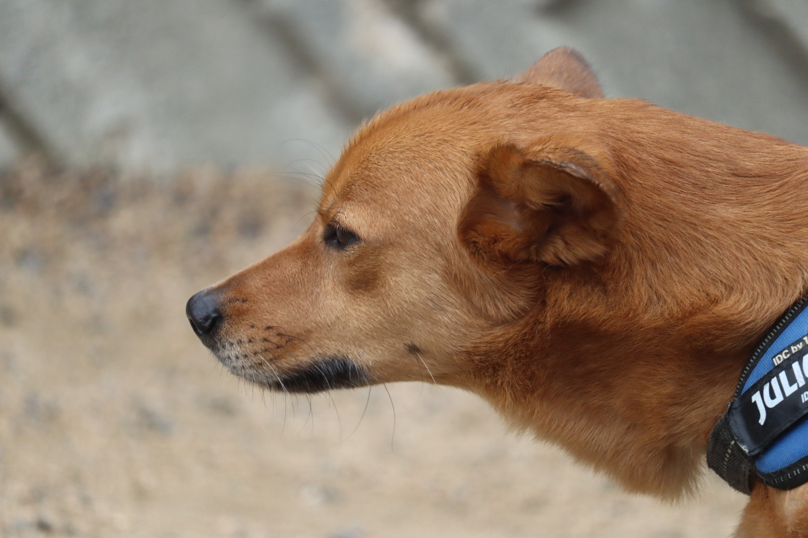 老犬ホーム大阪